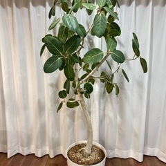 フィカス　ベンガレンシス　大型観葉植物