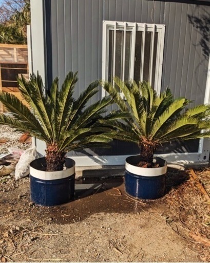 ソテツ　　観葉植物