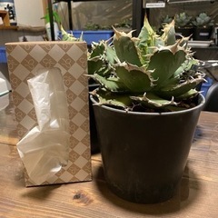 アガベ　チタノタ　FO 白鯨　観葉植物