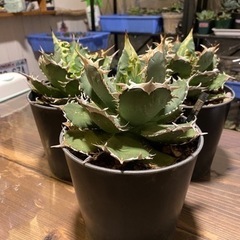 アガベ　チタノタ　FO 白鯨　観葉植物