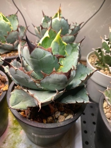 アガベ　チタノタ　ブラック＆ブルー　観葉植物