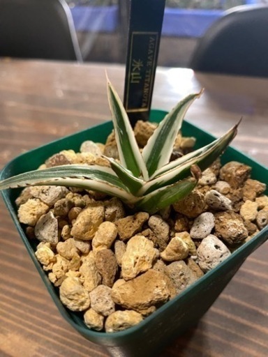 アガベ氷山　観葉植物