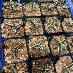 アガベ氷山　観葉植物