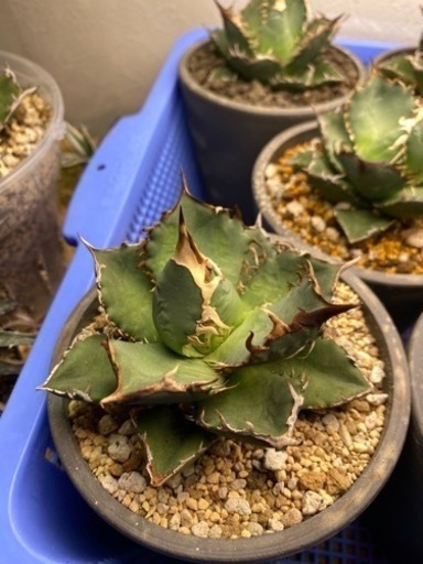 アガベ　オテロイ　観葉植物