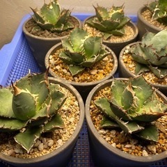 アガベ　オテロイ　観葉植物