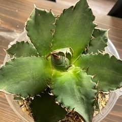 アガベ　オアハカ　観葉植物