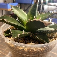 アガベ　オアハカ　観葉植物