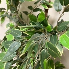 【超美品】ベンジャミン 造花 ツリー 