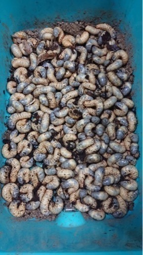 カブトムシ幼虫100匹！