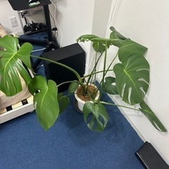 観葉植物