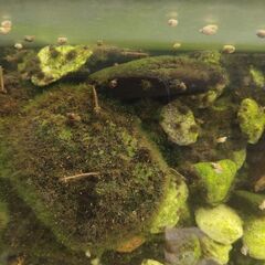 えび　ペット　飼育　水槽　ミナミヌマエビ　たにし　ヒメタニシ