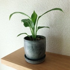 観葉植物　スパティフィラム(14)　17cm　おしゃれな2号の鉢...