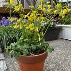 決まりました！オキザリス　　鉢植え　黄色