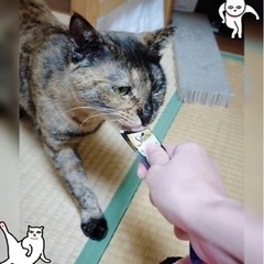 サビファンさま💞さおりちゃん推定2歳の美人さん - 猫