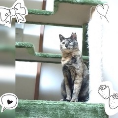 サビファンさま💞さおりちゃん推定2歳の美人さん − 東京都