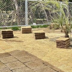 トヨタ自動車が開発した天然芝TM9 14束14㎡分 予定者決まりました！