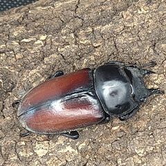 赤ドン ドンキエールコクワガタ ドンキエルコクワガタ ♂♀ペア①