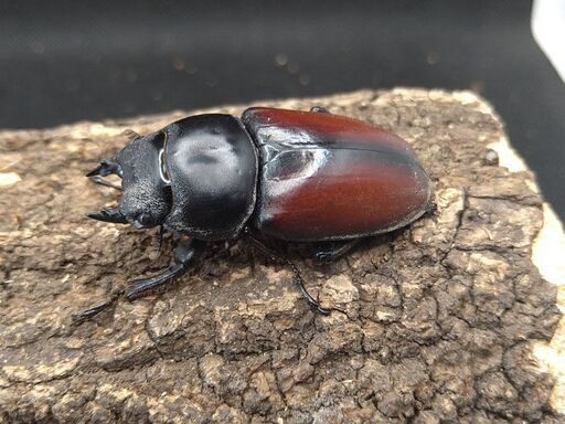 ※希少(赤ドンキ)！ドンキエ−ルコクワガタ野外標本PA 秘蔵っ子、雲南赤ドンキ！ : トキのカブクワ飼育記録