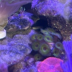 その他サンゴ