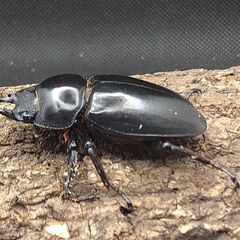 黒ドン ドンキエールハンプイ ドンキエルコクワガタ♂♀ペア①