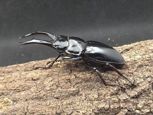 黒ドン　ドンキエールハンプイ　ドンキエルコクワガタ♂♀ペア①