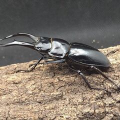 黒ドン ドンキエールハンプイ ドンキエルコクワガタ♂♀ペア①