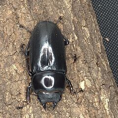 黒ドン ドンキエールハンプイ ドンキエルコクワガタ♂♀ペア①