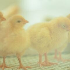 【長期】鶏舎内、鶏の管理と付随業務（43225）