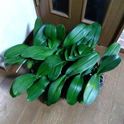 衝撃価格！超破格値！白花大輪胡蝶蘭苗x10株　胡蝶蘭鉢株苗 コチョウラン 洋蘭 洋ラン