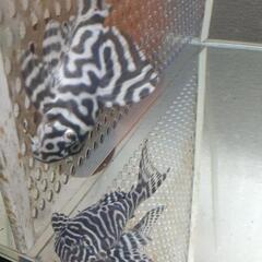 熱帯魚、プレコ