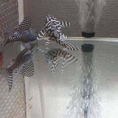 熱帯魚、プレコ