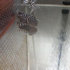 熱帯魚、プレコ