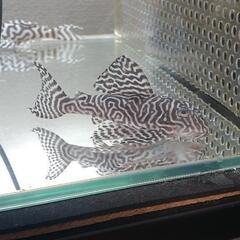 熱帯魚、プレコ