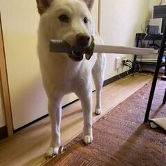 白柴犬♂6歳(去勢済)の里親を募集します - 西東京市