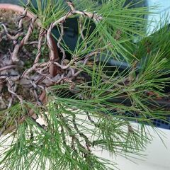 松値下げ💴⤵️