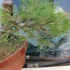 松値下げ💴⤵️