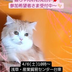 4/6(土)譲渡会♪１歳サイベリアン♂レッドタビー＆ホワイト(⋈...