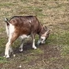 あなたの家の雑草‼️草刈り‼️お任せ下さい