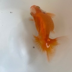 土佐錦　2歳魚