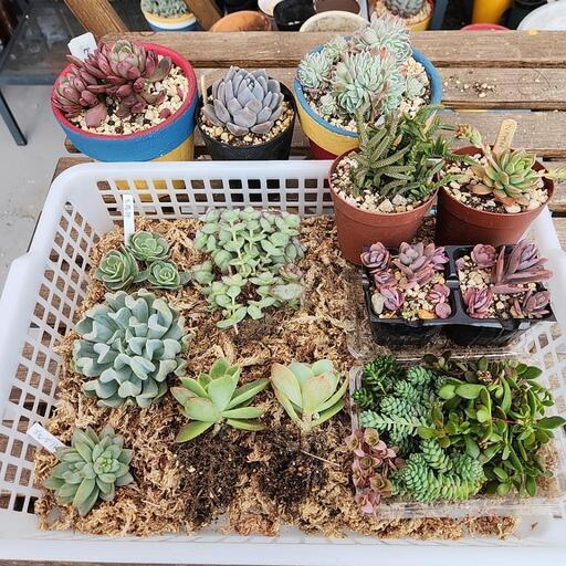 多肉植物１１種類セット郵送対応