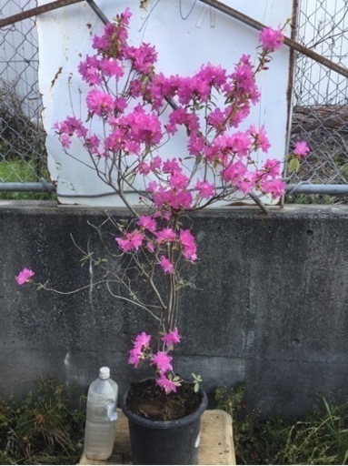 吉野ツツジ　　　　１１０センチ②