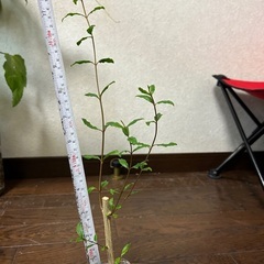 無農薬　ざくろ　挿し木苗① 果樹苗