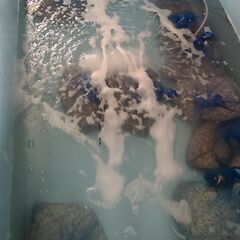 閉鎖循環 陸上養殖システム 10トン水槽