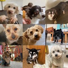 南千住 保護犬達の支援物資の協力お願いします！！