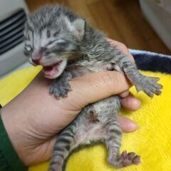 生後２週間未満の赤ちゃん猫達