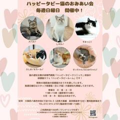 4月7日動物病院の保護猫譲渡会