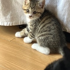 全ての子猫の里親様が決まりました。ありがとうございましたm(_ _)m