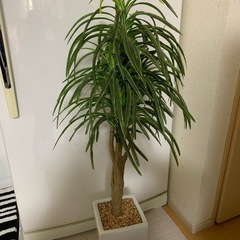 観葉植物　フェイク