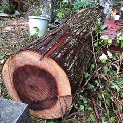 杉の木、直径40センチ丸胴に