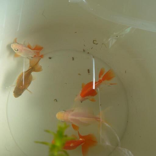 金魚土佐金明け2歳パート3 飼育が難しい金魚の品種9種・